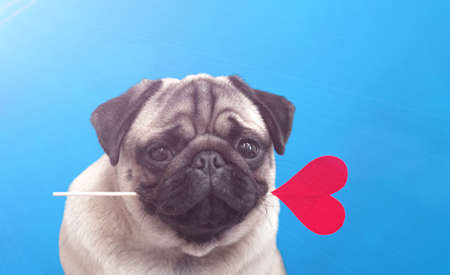 A lover pug dog holding a red heart in mouth on blue background. Dog in love, gift for lovelyの写真素材
