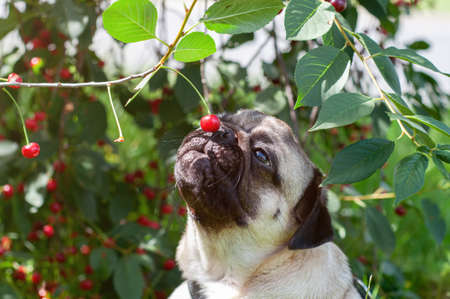 cute beautiful little puppy pug dog sitting outside in the summer in the green grass by a green bush with red cherryの写真素材