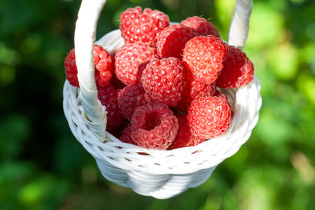 White wicker basket with fresh red ripe raspberries on green leaf background