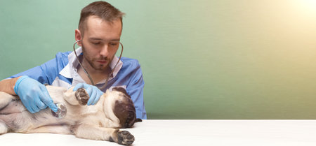 Veterinarian is examining a cute siberian husky at hospital.の写真素材