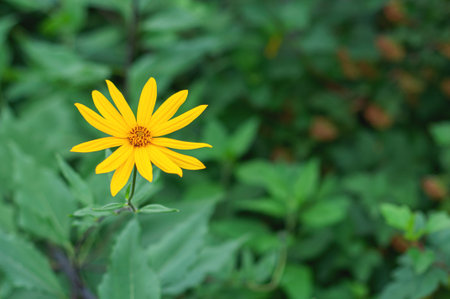 Jerusalem artichoke plant and pollen of yellow a flower flowers beautiful in the garden for Herbal...