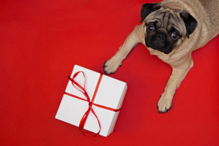 Pug dog lying on red background with white celebration box with red ribbon. gift and congratulations for pets. flat lay with copy spaceの写真素材