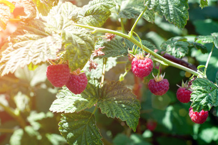 Raspberries. Growing Organic Berries Closeup. Ripe Raspberry In The Fruit Garden
