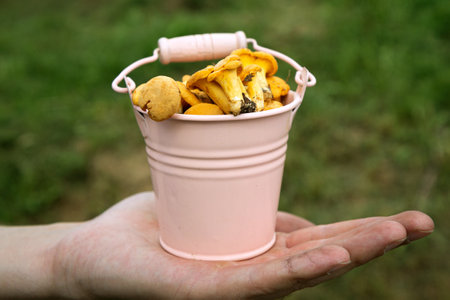 Metal pink bucket of fresh chanterelle mushrooms in hand, green grass bokeh on backgroundの写真素材