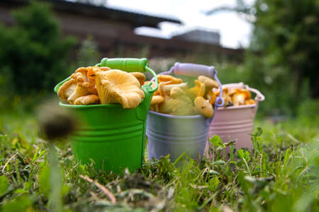 Metal colored buckets of fresh chanterelle mushrooms outside, green grass on backgroundの写真素材