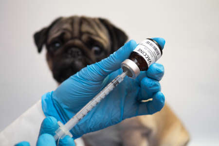 Medicine and vaccine research, Scientist testing drug in dog animal, pet, Drug research and development concept.の写真素材