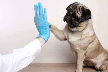 veterinarian medical checkup a pug dog. advertisement of a clinic for pets. care and professional medical care of dogs. High fiveの写真素材