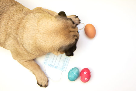 Funny little pug dog among colored painted Easter eggs. selective focus, happy easter