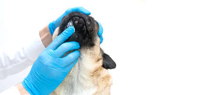 Veterinary doctor in medical gloves lubricates the dog wounds with ointment. pug dog with red inflamed wounds on his face. Dog Allergy, Dermatitis, a fungal infection on skin face of a dogの写真素材