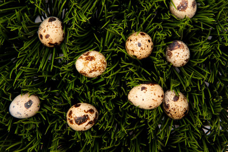 quail eggs in green grass flat lay close up