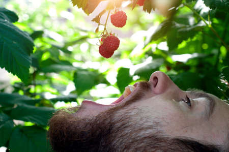 male face picks berries of ripe red raspberries on a background of green raspberries. Close-up. Healthy food and vegetarianismの写真素材