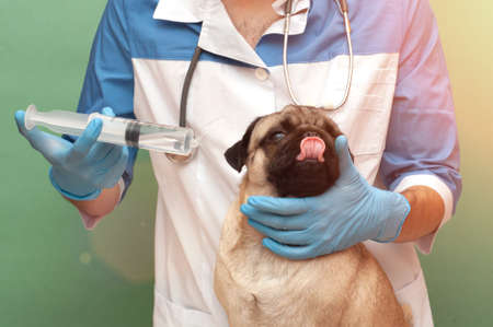 Pug dog at the veterinarian appointment to rinse the ears and nose with a large syringe with medicine. advertisement of a clinic for pets. care and professional medical care of dogs.の写真素材