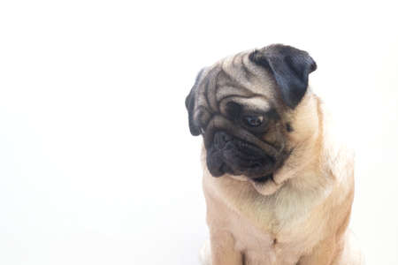 studio shot of cute young pug dog sitting, on white background with copy spaceの写真素材