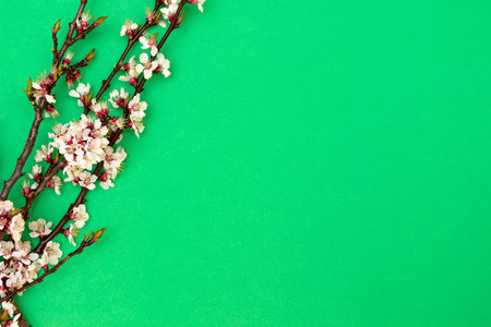 Cherry branch with white blooming flowers. Tender photo with a branch of blooming cherry with white...