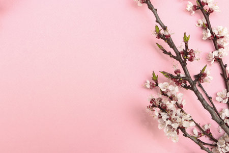 Cherry branch with white blooming flowers. Tender photo with a branch of blooming cherry with white flowers and green leaves on a pink background. Place for text or logo. Flat layの写真素材