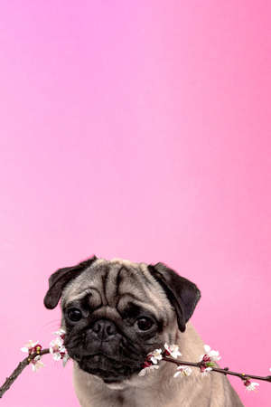 pug dog in sakura flowers posing and looking at the camera on a pink backgroundの写真素材