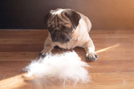 pug dog lying on the floor next to a pile of wool after combing out. concept of seasonal pet molting.の写真素材