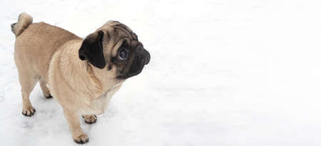 Pug dog in the winter snow. Portait of cute dog on a walk outsideの写真素材
