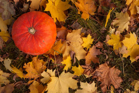 Pumpkin and autumn fall leaves. Thanksgiving design background with copy space top view