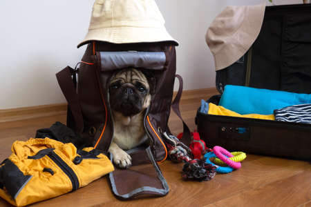 Pack of luggage for traveling with pets. Pug dog sits in dog carrier and waiting for a travel.の写真素材