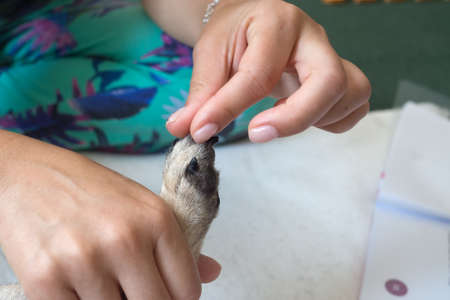 Pet massage in veterinary clinic. Physiotherapy for dogs