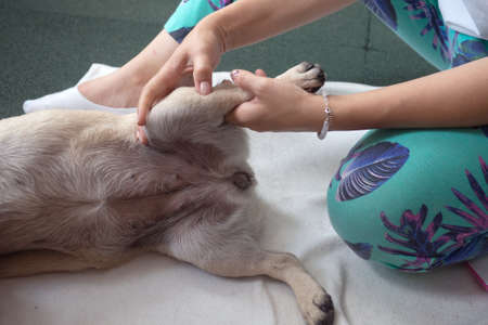 Pet massage in veterinary clinic. Physiotherapy for dogsの写真素材