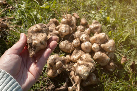 The Jerusalem artichoke harvest. Autumn organic vegetable plants with roots in garden.