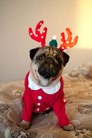 Funny and cute pug dog in Christmas deer horns looking at camera. New year and Xmas greeting card concept. Verticalの写真素材