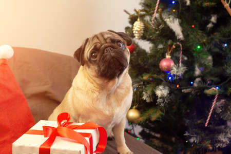 Christmas pug dog is sitting near christmas tree and waiting for the holiday at home. Merry Christmas and Happy New Year. card with copy spaceの写真素材