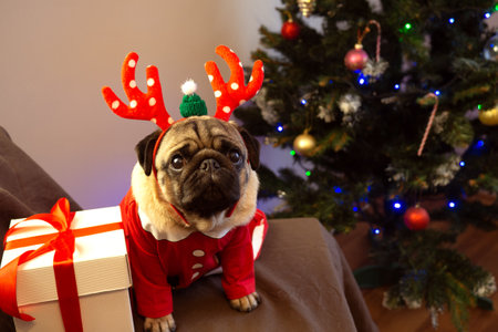 Christmas card funny pet. Cute pug dog sitting in reindeer horns hat with gift. Merry Christmas and Happy New Yearの写真素材