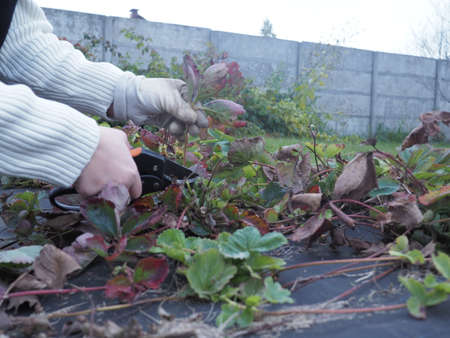 Pruning shears old leaves of strawberry autumn. Season work in the garden.の写真素材