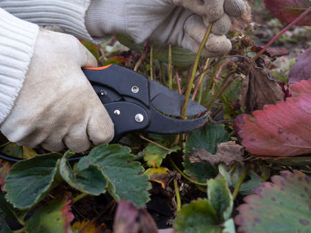 Woman gardener cut old strawberry runners and leaves with secateurs in autumn garden. Seasonal...