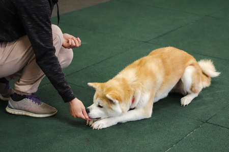 Professional dog trainer practicing obedience commands for agility performance. perfect footworkの写真素材