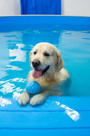 golden retriever dog playing with ball in the swimming pool. Pet rehabilitation. Recovery training prevention for hydrotherapy. pet health careの写真素材