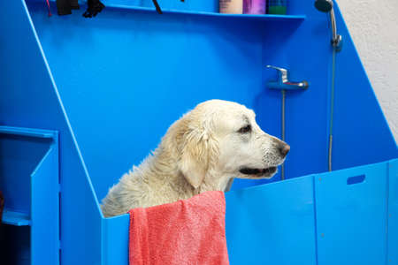 wet golden retriver dog in the bathroom under the shower in grooming salon. Pet grooming conceptの写真素材