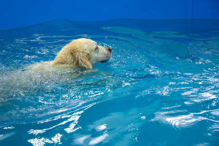 golden retriever dog training in the swimming pool. Pet rehabilitation in water. Recovery training prevention for hydrotherapy. pet health careの写真素材
