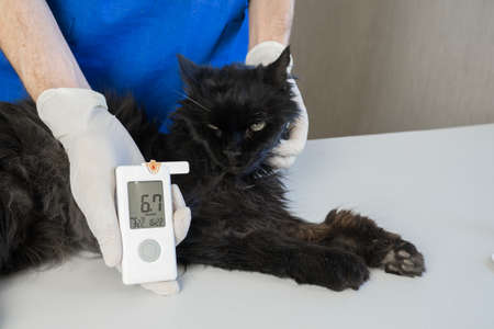 Cat Blood Glucose Test. Veterinary taking drop of blood from diabetic cat ear and checking the blood glucose.の写真素材