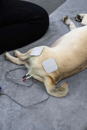 Electrode stimulating massage of pug dog leg at Veterinary clinic. Medical rehabilitation procedure...