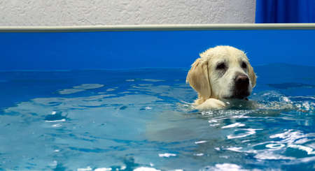 golden retriever dog training in the swimming pool. Pet rehabilitation in water. Recovery training prevention for hydrotherapy. pet health careの写真素材