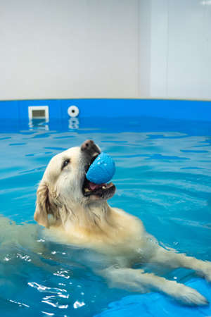 golden retriever dog playing with ball in the swimming pool. Pet rehabilitation. Recovery training prevention for hydrotherapy. pet health careの写真素材