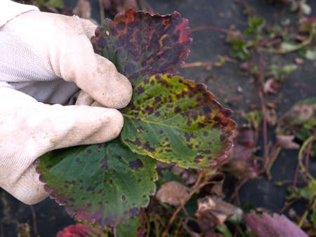Old sick strawberry bushes in autumn garden. Fungal diseases of strawberry leaves. Close up