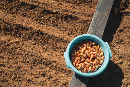 sowing seedling onions in an organic garden beds close-up in countryside garden. Growing organic...