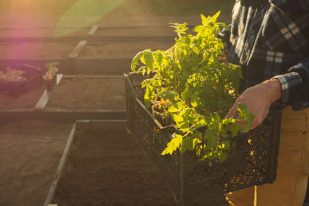 Man farmer holding green tomato seedling in crate ready for planting in organic ground beds in sunset light. Planting and gardening season. Sustainable and ecology gardening. Copy spaceの写真素材