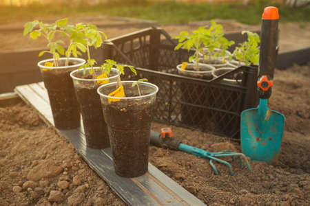 Planting potted seedlings in wooden raised beds in spring. Using a mixture of biohumus, compost and peat to improve soil fertility. Doing organic farming concept. High quality photoの写真素材