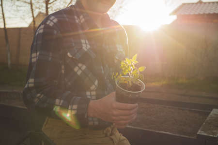 farmer holding green tomato seedling growing ready for planting in organic ground beds. farming and gardening season. Sunset highlight with selective focusの写真素材