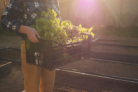 Man farmer holding green tomato seedling in crate ready for planting in organic ground beds in sunset light. Planting and gardening season. Sustainable and ecology gardening. Copy spaceの写真素材