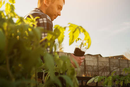Farmer holding tomato seedling growing ready for planting in organic ground beds. Sustainable and...