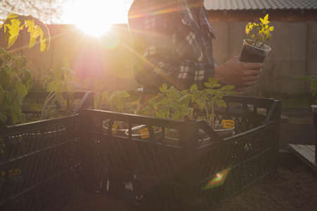 farmer holding green tomato seedling growing ready for planting in organic ground beds. farming and...