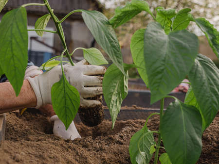 Farmer planting young pepper seedling on beds in the garden with selective focus. Home gardening and horticulture. Organic food without GMOsの写真素材