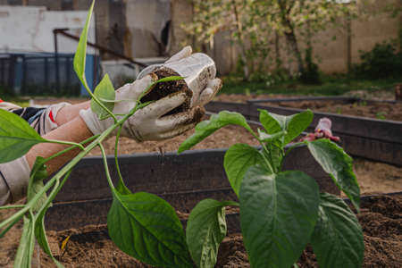 Farmer planting young pepper seedling on beds in the garden with selective focus. Home gardening and...